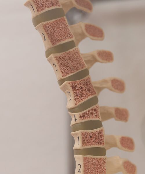 Anatomisches Modell einer Wirbelsäule mit nummerierten Wirbelkörpern in Nahaufnahme.